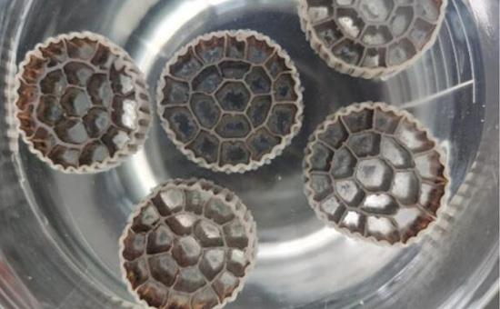 裕隆活性生物填料有哪些技术优势? 裕隆活性生物填料有哪些技术优势?